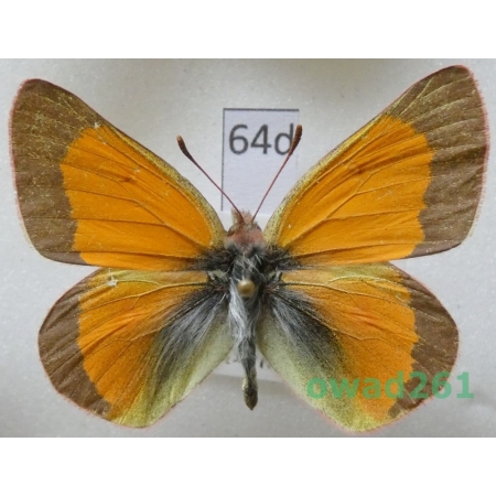 Colias meadii W.H. Edwards, 1871 male USA64d